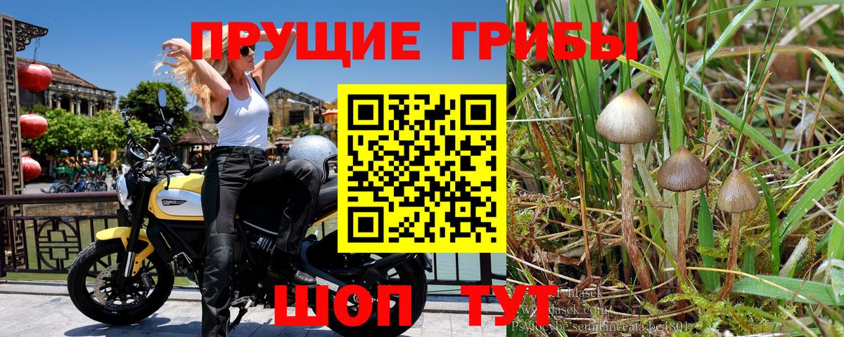 Галлюциногенные грибы прущие грибы Железноводск